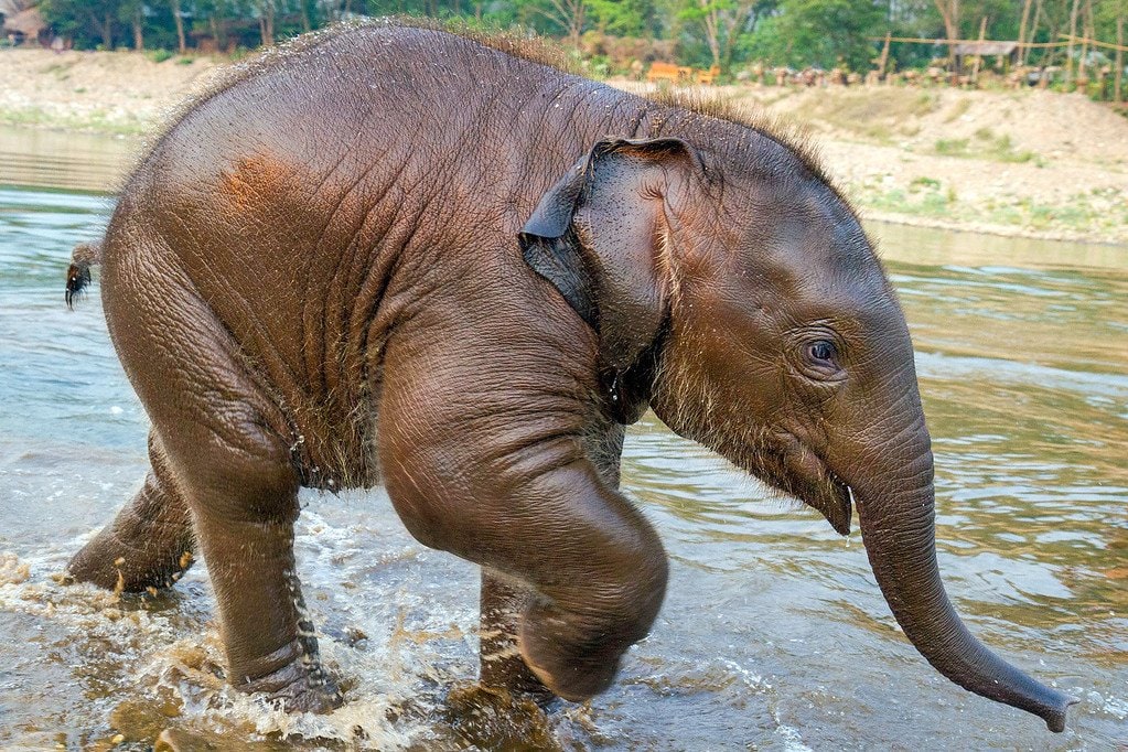 Baby Elephant Playing in River