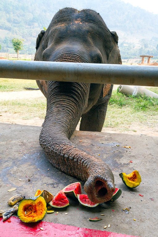 Elephant Eating Watermelon