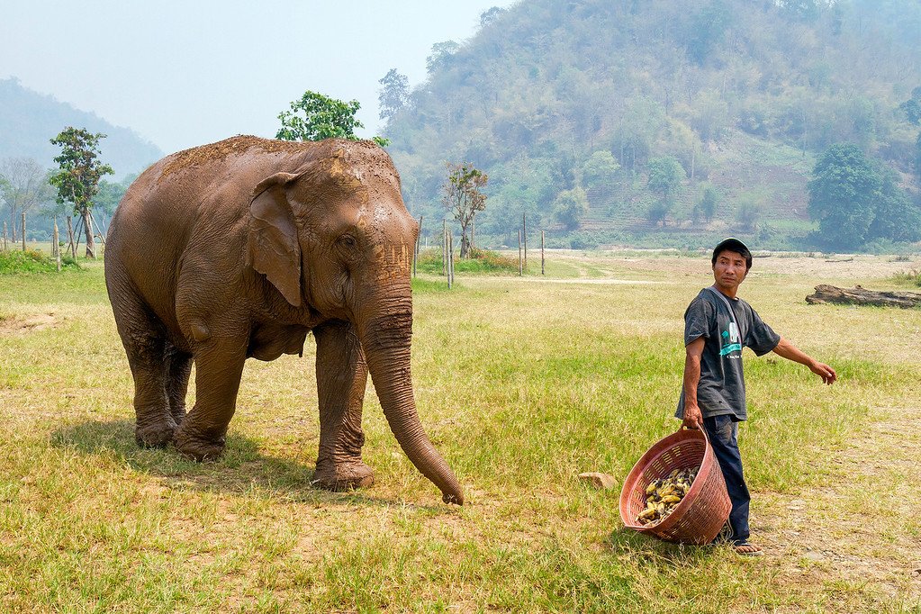 Elephant chasing bananas
