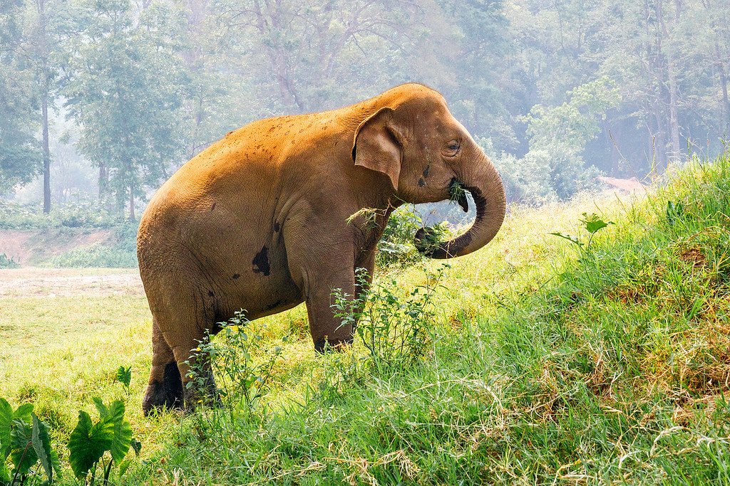 Saving Asian Elephants