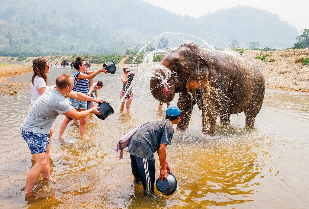 Elephants being washed by tourists