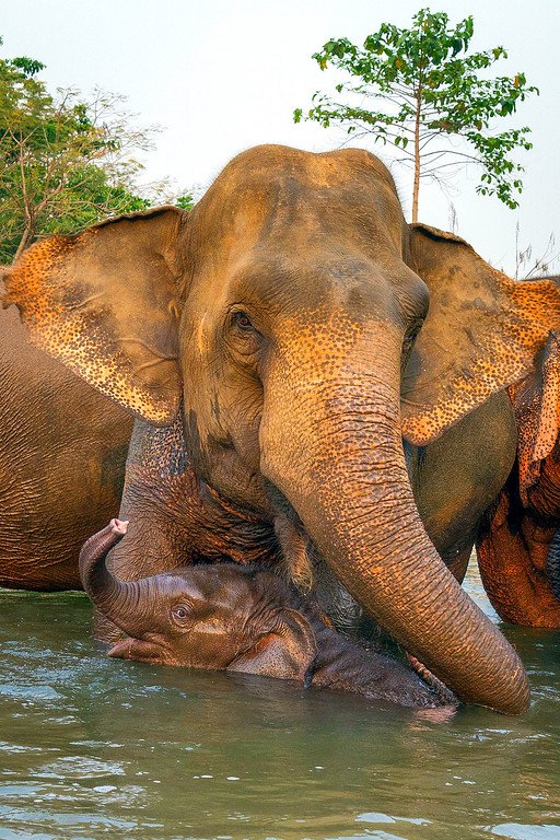 Elephants taking a bath