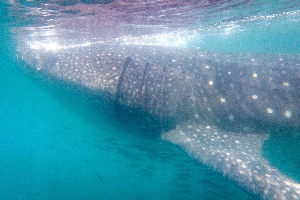 Whale Sharks Underwater