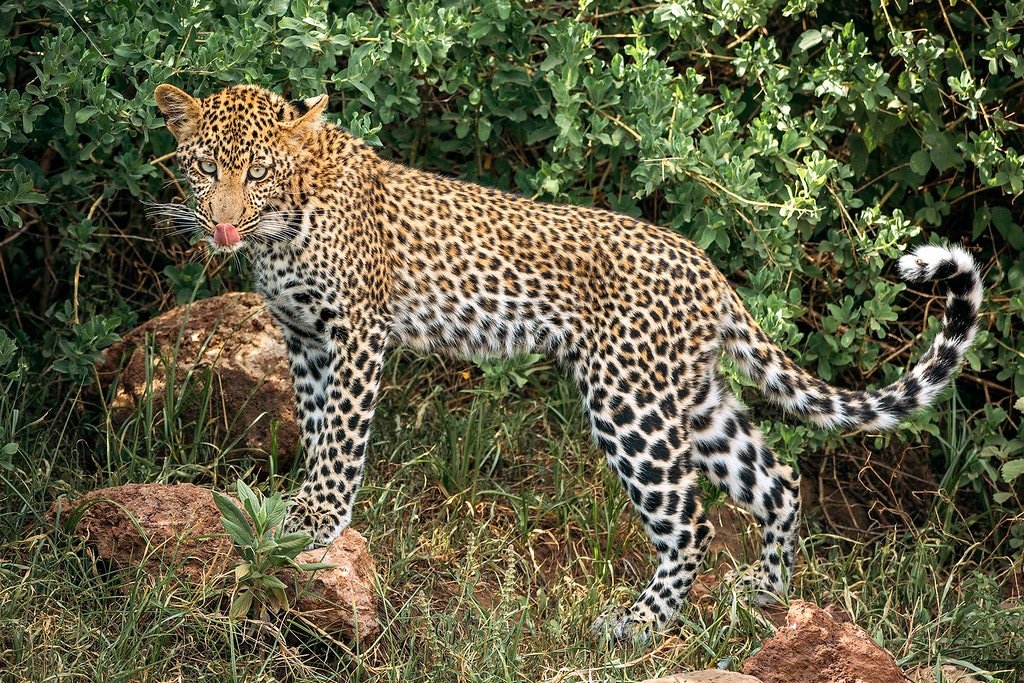 Tanzania Leopard Manyara