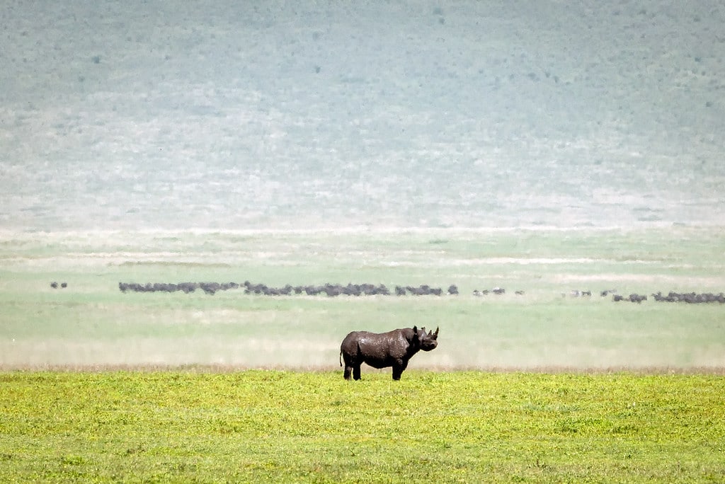 Black Rhino Tanzania