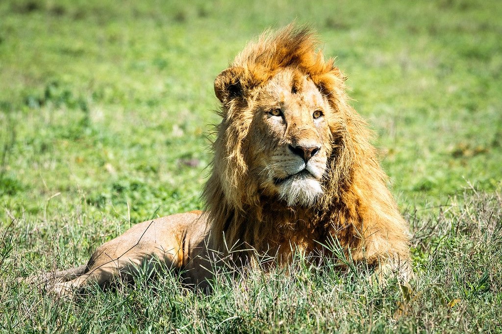 Lions in Tanzania