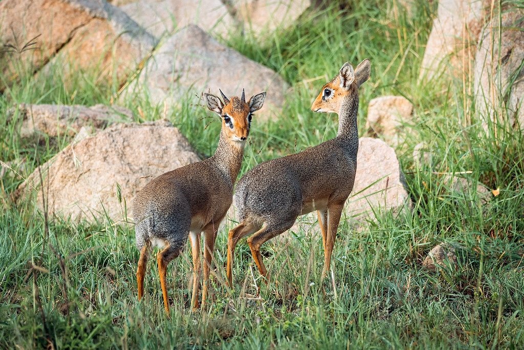 Serengeti Tanzania Dik Dik