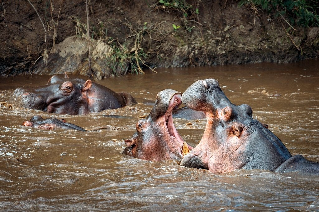 Hippos Fighting Tanzania