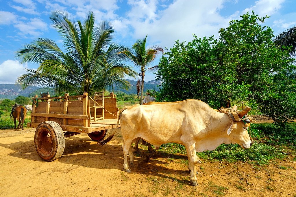 Vinales Ox Cart