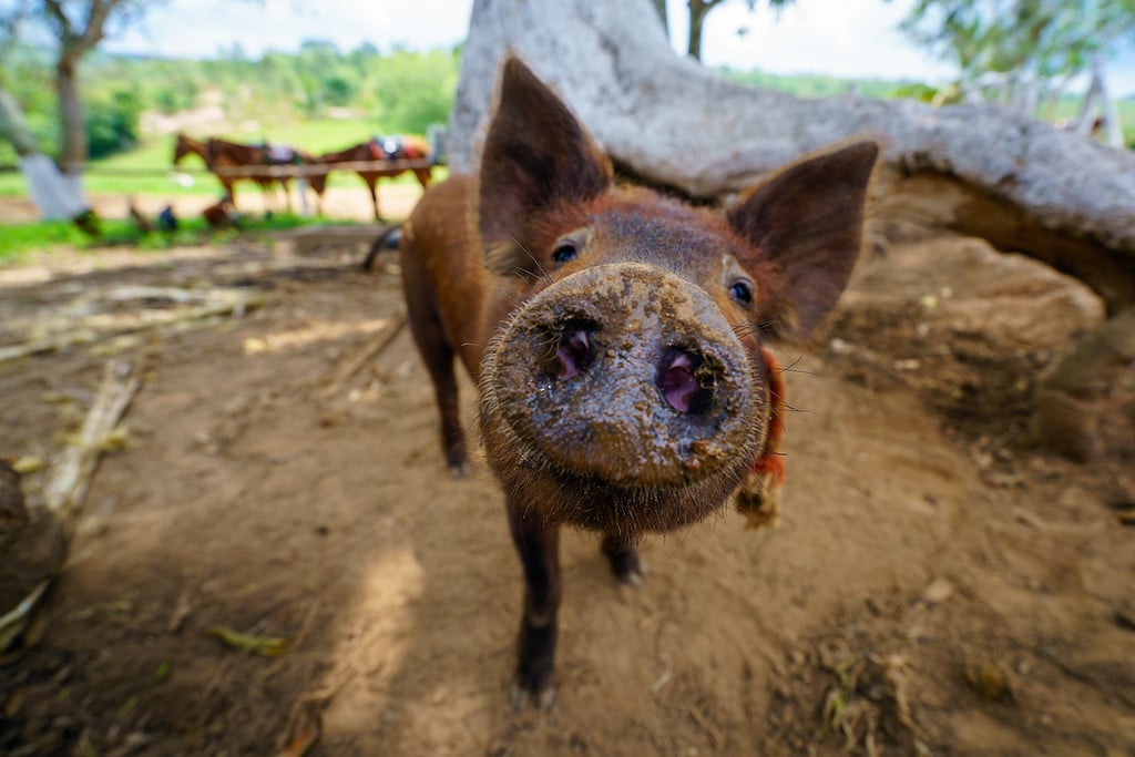 Vinales Livestock
